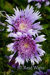 Feathery Fringe - Aster