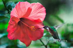 Sipping Nectar - HIbiscus and Hummingbird