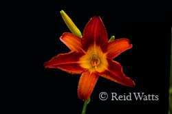 Bright Eye - Daylily