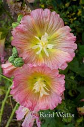 Soft Pedaling - Hollyhock