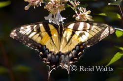 Hanging By A Thread - Swallowtail on Glossy Abelia