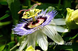 Maypop - Purple Passion Flower