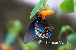 Jewels In The Forest - Butterfly on Jewelweed