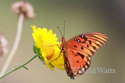 Nectar Collector - Butterfly on wildflower
