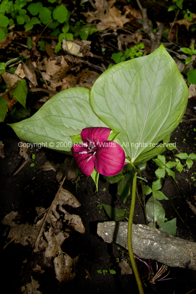 Woodland Wonder
