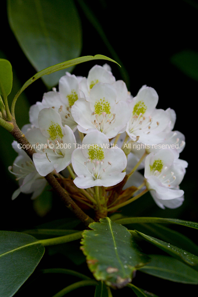 White Rhododendron