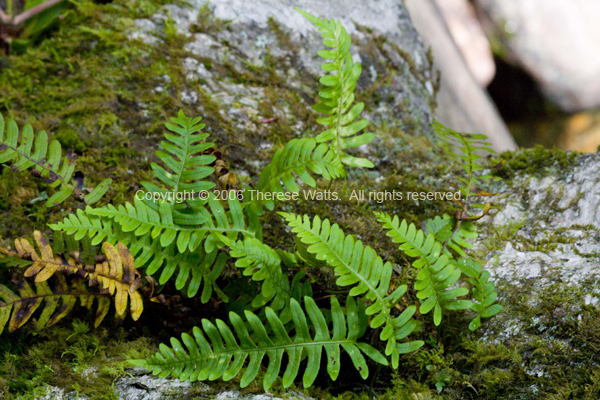 Moss and Ferns