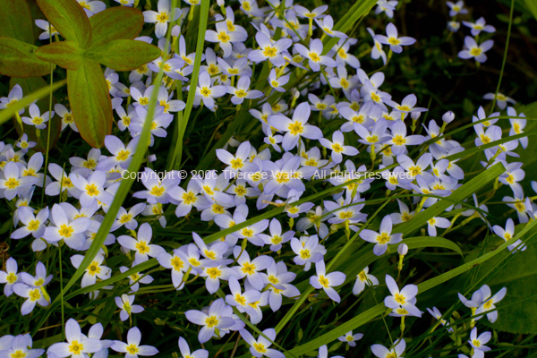 Delicate Beauties