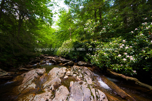 Rhododendrons