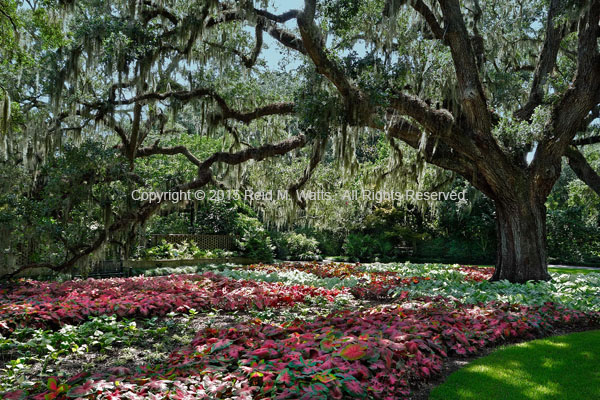 Colorful Coleus - Lowcountry