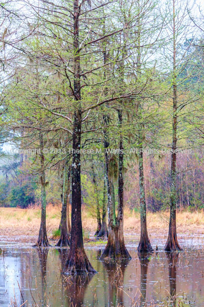 Cypress Pond