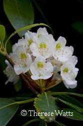 White Rhododendron