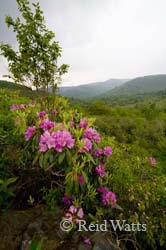 Rhododendron along the Blue Ridge Parkway