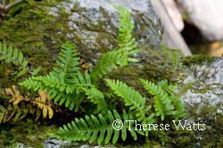 Ferns growing on rock in the blue ridge mountains, NC