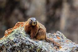  Old Yeller - Yellow-Bellied Marmot