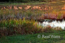 Savannah at Dusk - Savannah NWR