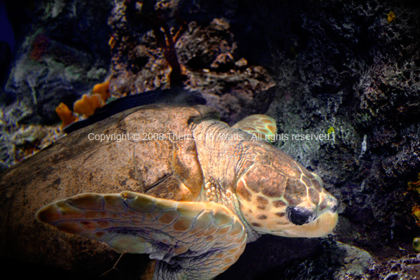 Loggerhead Turtle