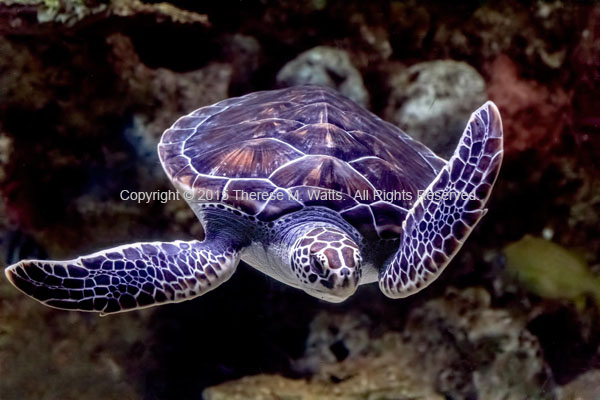 Freckle Face - Green Sea Turtle