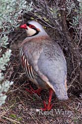 Chuckie Chukar