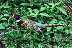 Pheasant