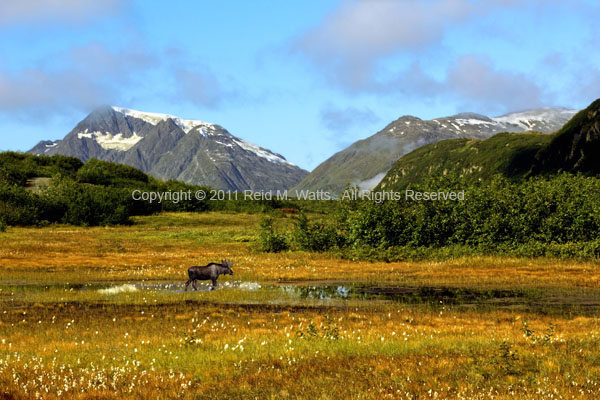 Alpine Meadow - Moose in Fall Meadow
