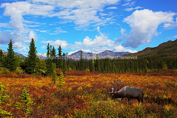 Fall Muskeg - Elk in Fall Muskeg