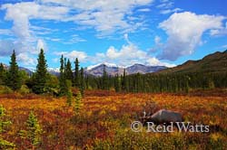 Fall Muskeg - Scenic Vista with Elk