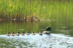 Septet - Goldeneye with chicks