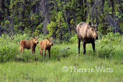 Under Mom's Watchful Eye - Moose cow with calves