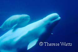 Beluga Mother with month old calf