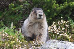 The Original Whistler - Whistling Marmot, Hoary - Namesake of Whistler, BC