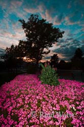 Glorious Dusk, Victoria BC