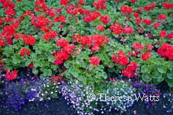 Empress Garden Flowers