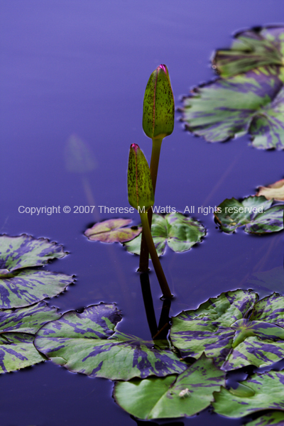 Budding Beauty