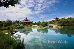 Chinese Garden - Water Lilies