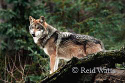 Lone Wolf - Grey Wolf